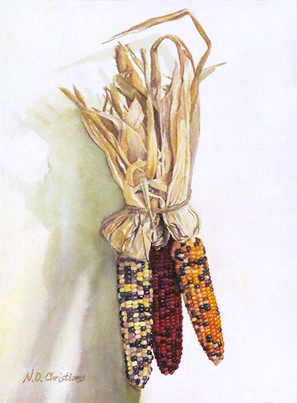 Flint Corn (Zea mays indurata) <br /> Commissioned c. 1992<br/>watercolor - from still life<br/>  image 4 of 6