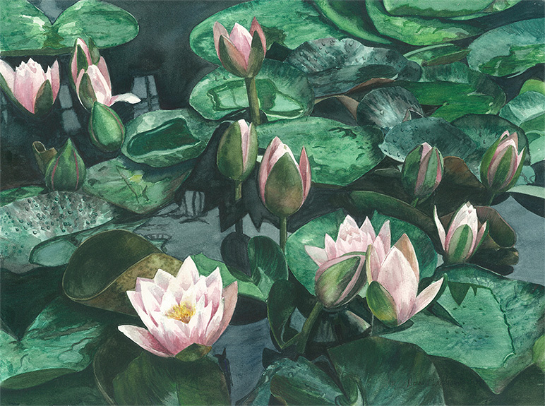 Waterlilies <br /> 1994<br/>watercolor<br/>  image 2 of 6